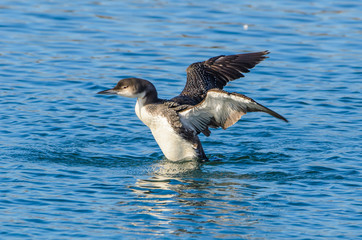 Common Loon flapping wings in Ocean pond