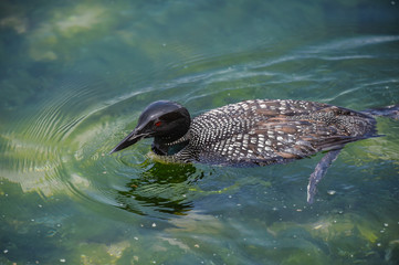 Common Loon swimming in clear lake waters in California