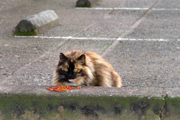 Abandoned stray feral cat in a parking lot. Trap-neuter-return programs help keep the feral cat population down. Domestic and feral cats kill more than a billion birds in America