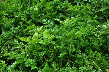 Parsley green leaf that grows on the land
