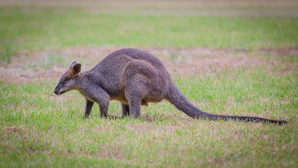 swamp wallaby grass © pelooyen