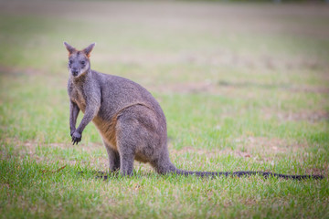 swamp wallaby grass 2