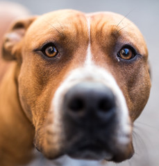 portrait of a pit bull dog
