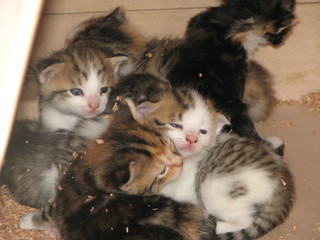 baby kittens in box