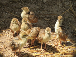 baby peacock chicks
