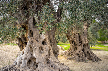 Olive field with big old tree roots and trunk, Crete, Greece