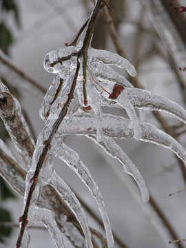 icycles on branch vertical