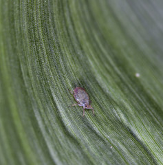 plant louse on a leaf of corn