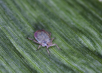 plant louse on a leaf of corn