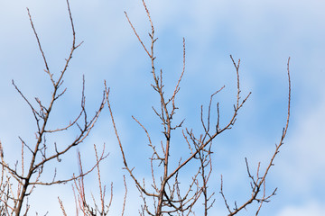 leafless tree branches against the blue sky