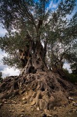 Olive field with big old tree roots and trunk, Crete, Greece