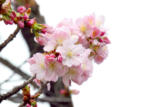 Full Bloom Sakura Flower Tree Isolated, Pink Japan Flora Bush, Spring Floral Branch On White Background. Treetop Of Cherry Blossom Petal Leaf.