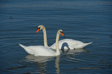 Fototapeta premium Mute Swan couple swimming in pond in California