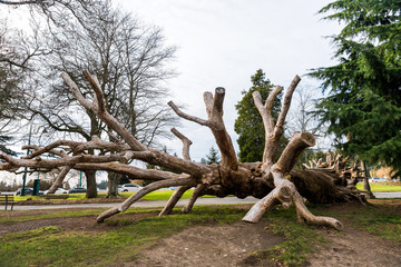 Dead tree used by children as climbing frame in Stanley Park, Vancouver, Canada
