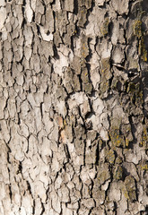 tree bark as a background