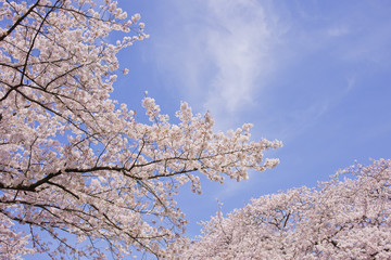 川沿いの桜