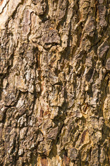 close up of tree bark