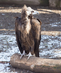 eagle in zoo