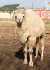 Camel on the nature autumn