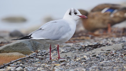 Möve am Strand Nahaufnahme 
