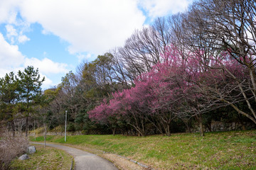 山田池公園　梅林