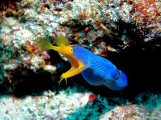 ハナヒゲウツボ