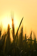 Silhouette of Ear of  Wheat 