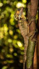 Boyd's Forest Dragon perched on a tree