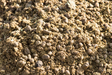 horse droppings in nature