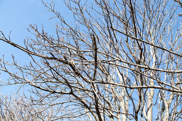 leafless tree branches against the blue sky