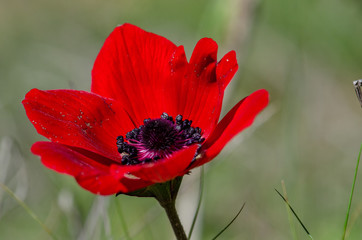 blossoming of red anemone flowers at springtime