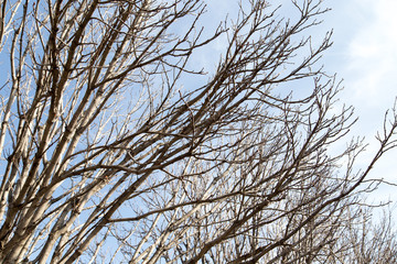 leafless tree branches against the blue sky