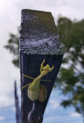 close up photo of a praying mantis on a piece of wood