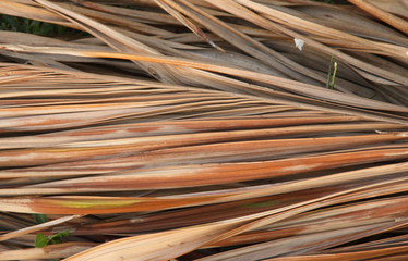 dried coconut leaves