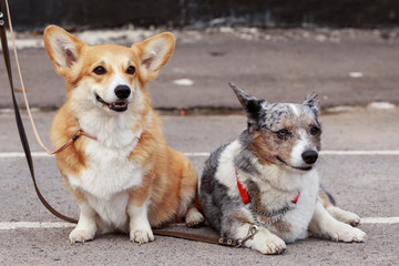 dogs breed Welsh Corgi