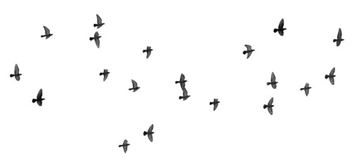 flock of pigeons on a white background
