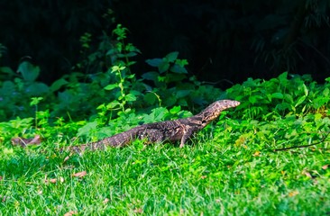 Water monitor Lizard Varanus salvator