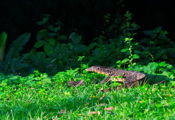 Water monitor Lizard Varanus salvator