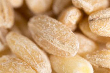 barley as background. macro