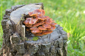 Gemeiner Samtfußrübling, Flammulina velutipes