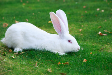 the white rabbit