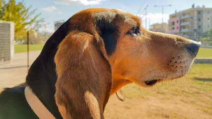 Portrait of a female hunt dog at a park.
