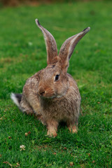 the gray rabbit