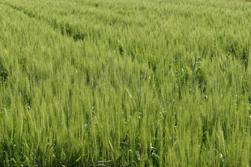 Fresh green Wheat Crop