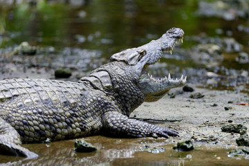 Crocodile in National park of Kenya, Africa