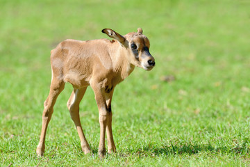 Baby gemsbok in grass