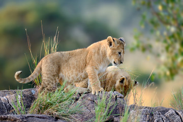 Plakat African lion cub