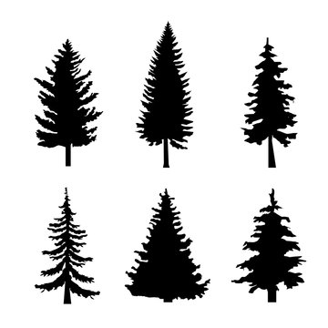 Set of Black Silhouettes of Pine Trees on White Background Vector illustration