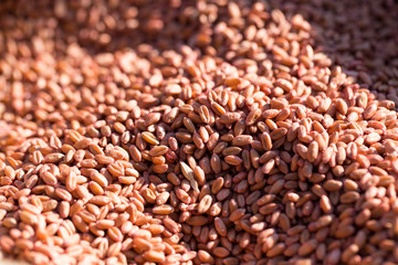 red wheat as background