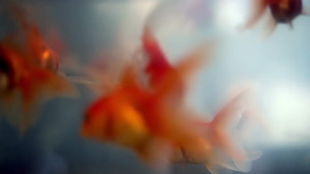 Soft focused beautiful ornamental goldfishes swim